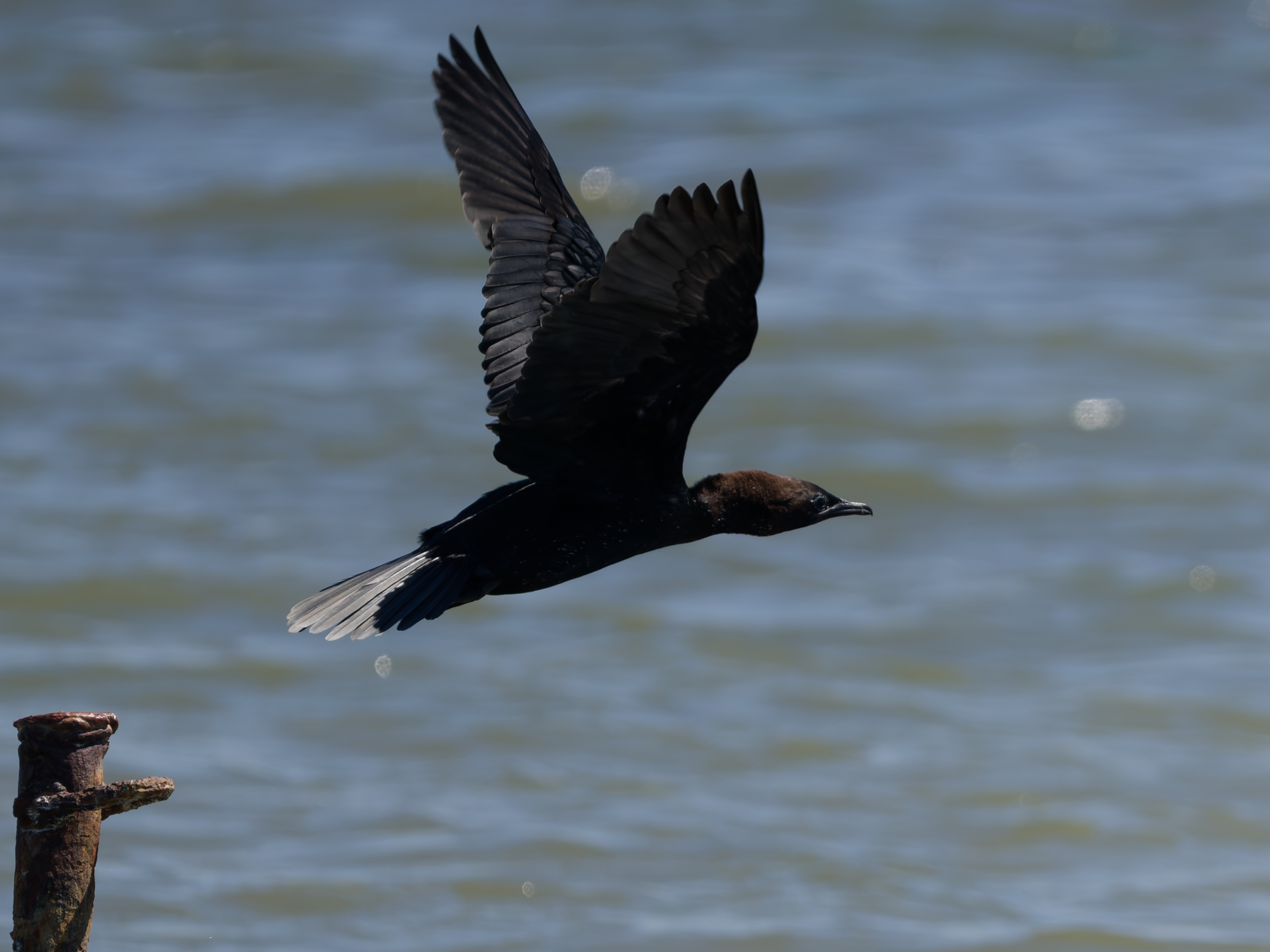 Pygmy cormorant (Microcarbo pygmaeus)